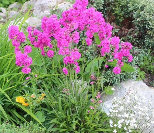 Многолетние растения для сада