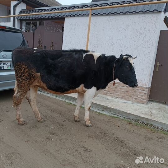 Корова породистая,Галштинская порода