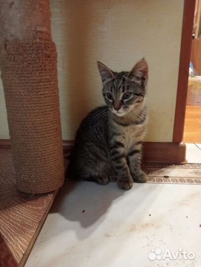 Котята мейн-кун