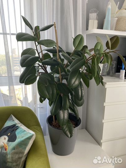 Фикус Робуста каучуковый 120 см большой