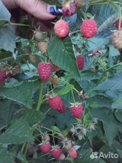 Хоста, ремонтантная машина, многолетние цветы