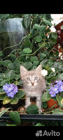 Счастье в дом Котенок