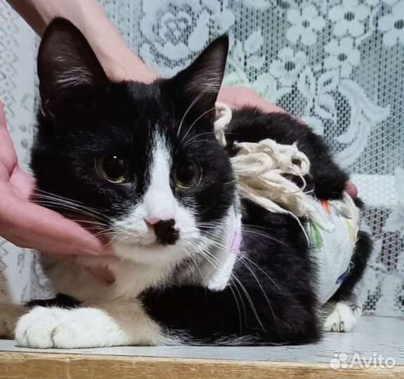 Стерилизованная кошечка Рада