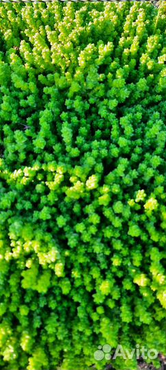 Почвопокровники