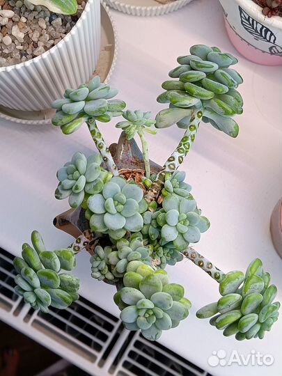 Sedum clavatum в кашпо