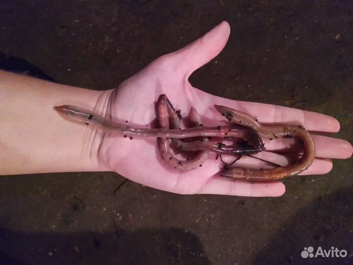 Червь навозный,выползки (опт и розница)