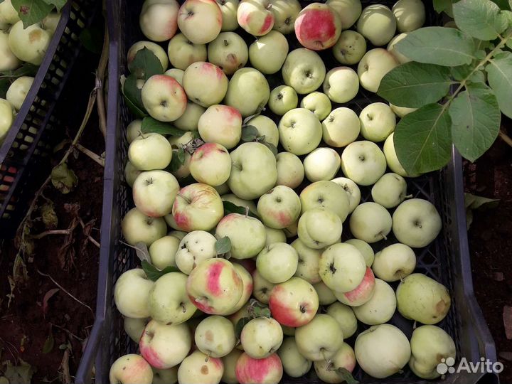 Яблоки свежий урожай 2023