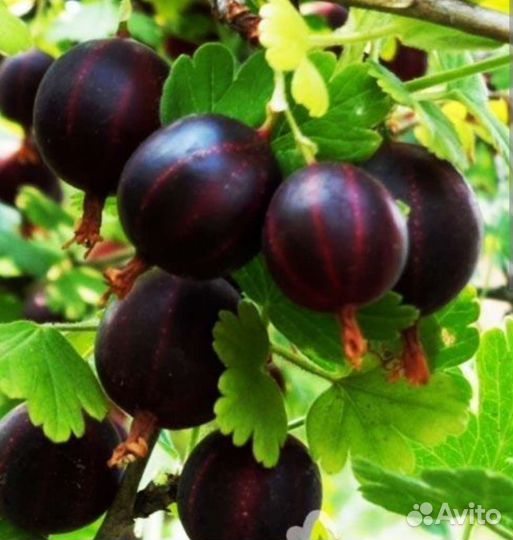 Саженцы плодовых кустарников