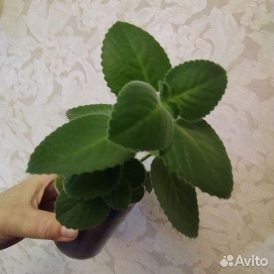 Комнатная мята, Плектрантус