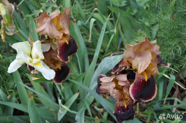 Цветы для сада