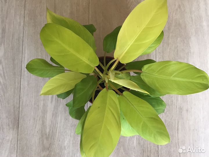 Филодендрон Голди Лок