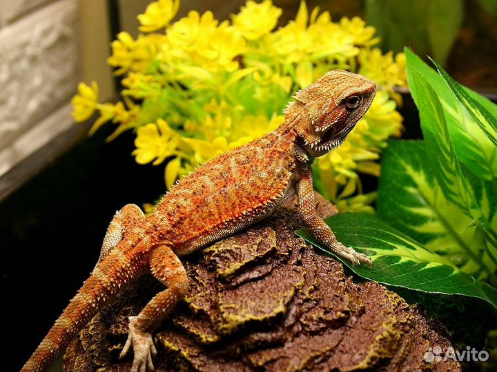 Бородатые агамы