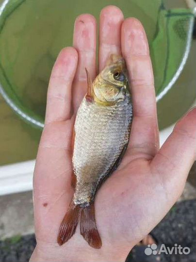 Карась для пруда