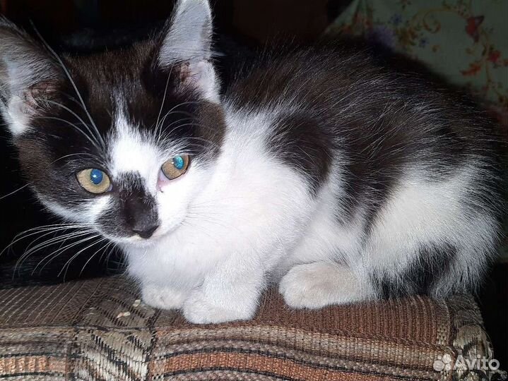 Отдам бесплатно