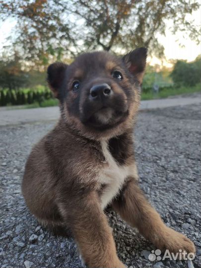 Щеночки в добрые руки