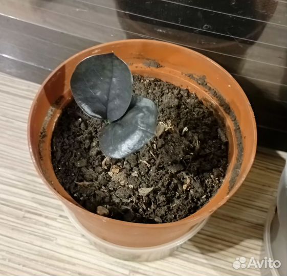 Флебодиум давана, адиантум, равен