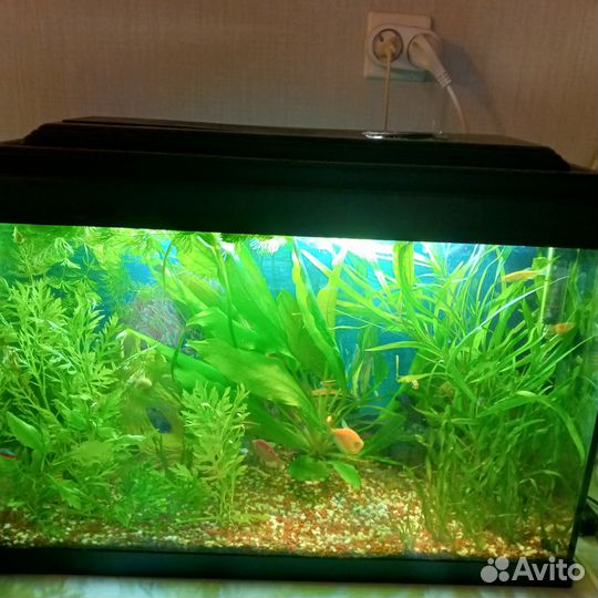 Криптокорина