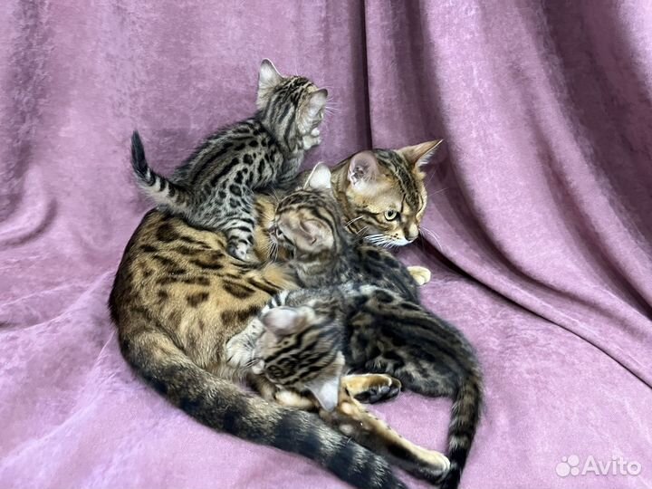 Бенгальская