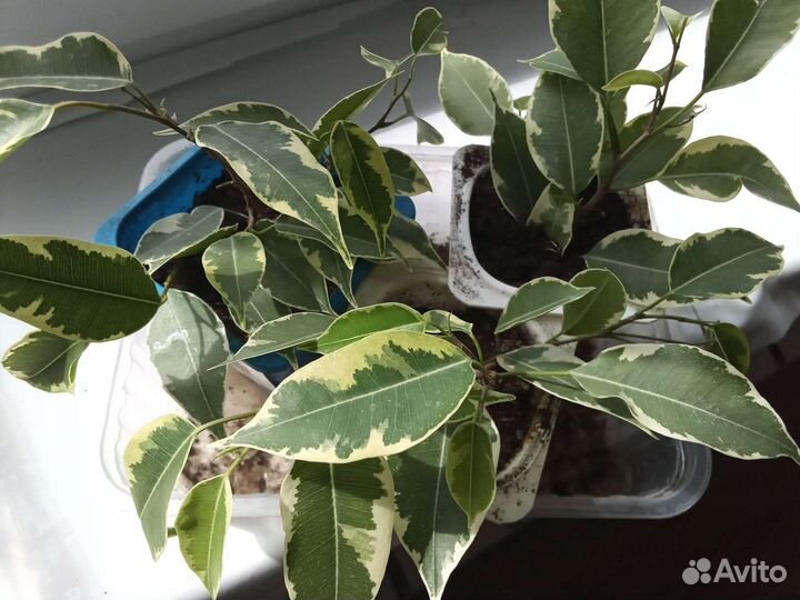 Фикус бенджамина