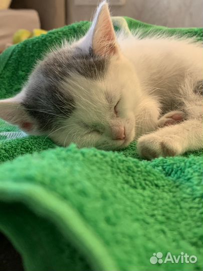 Трогательный котенок ищет дом