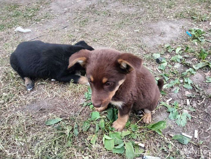 Собака в добрые руки отдам бесплатно