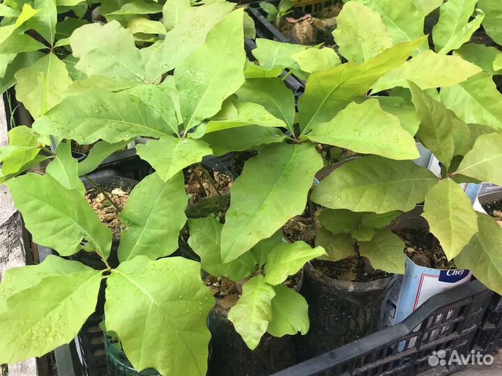 Дуб канадский красный