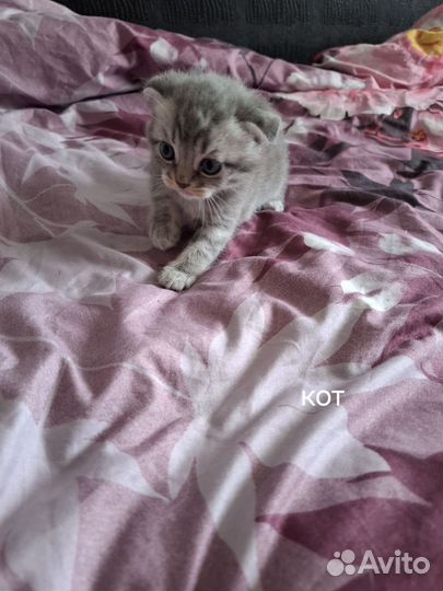Продам котят шотландских