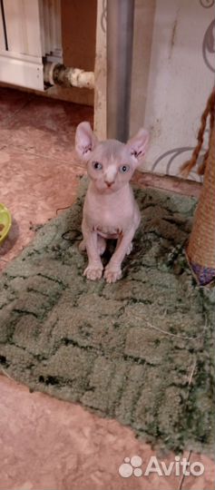 Кошечка сфинкс