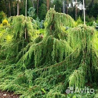 Можевельник Хорстманн