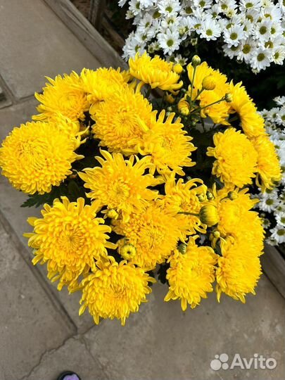 Букеты, хризантемы, цветы