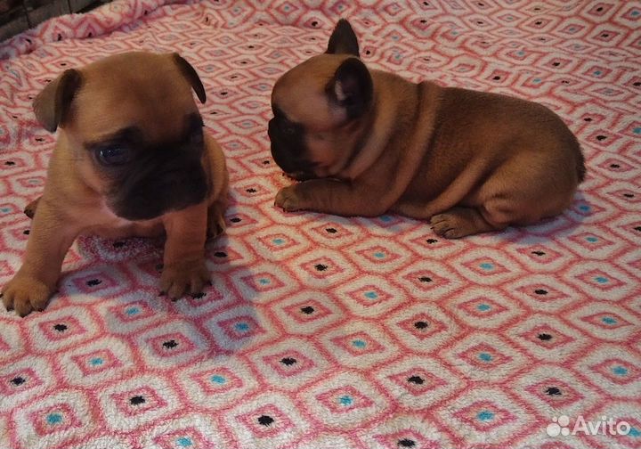 Самые сладкие французские булочки