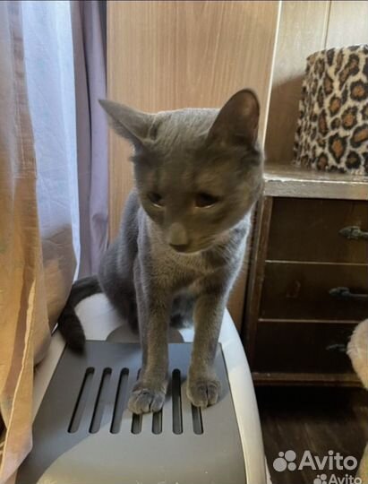 Серый котик грустит в приюте