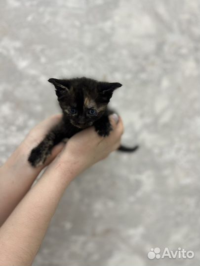 Отдам бесплатно
