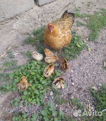 Продам курицу бентамки с цыплятами