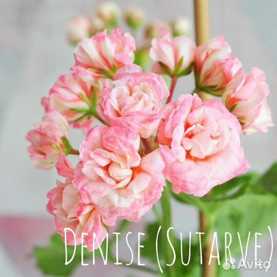 Пеларгония сортовая