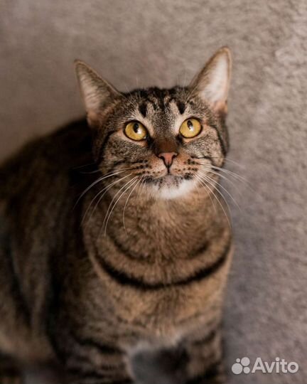 Котик Морис