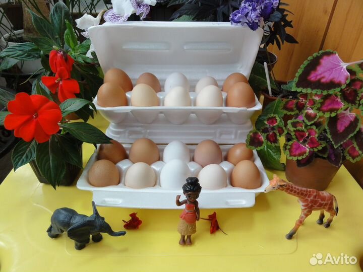 Яйцо домашнее