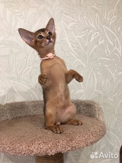 Абиссинская