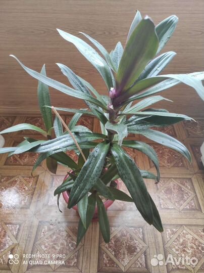 Комнатные растения