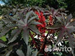 Семена клещевины