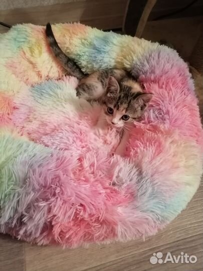 Шотландская кошечка