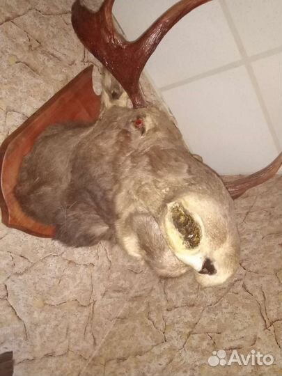 Чучело головы лося