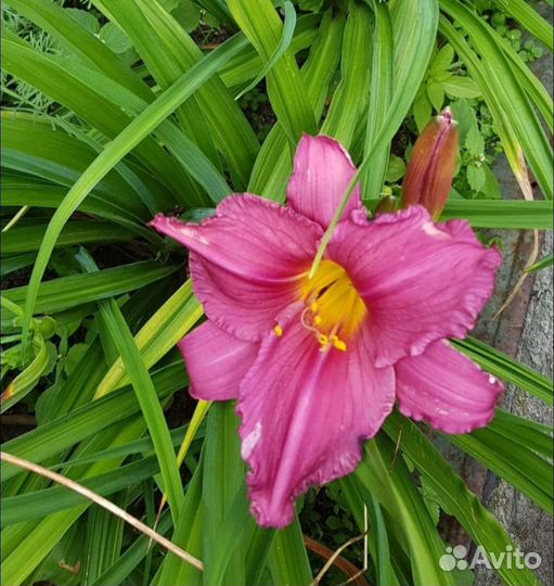 Лилейник сортовой, многолетник