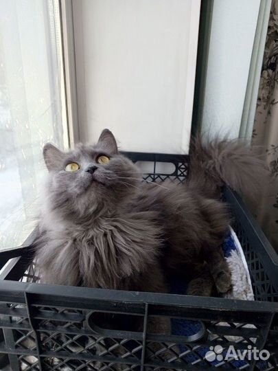 Отдам кошку в добрые руки