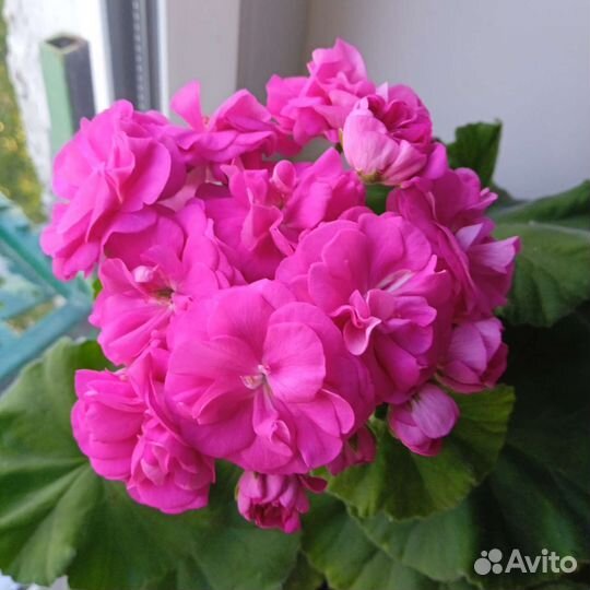 Сортовые пеларгонии