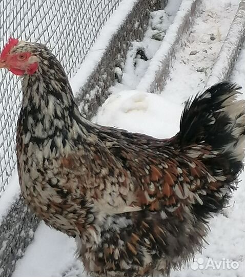 Петушки Ломан Браун
