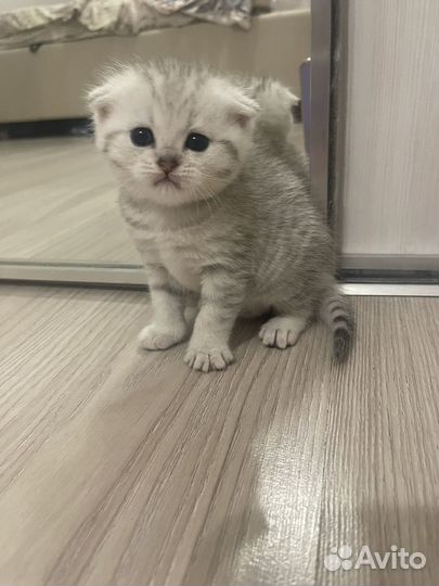 Котята, бронь