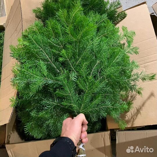 Пихтовый веник опт