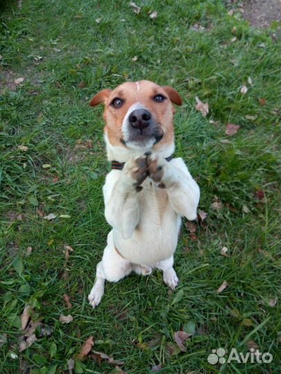 Джек Рассел терьер (ищу невесту)