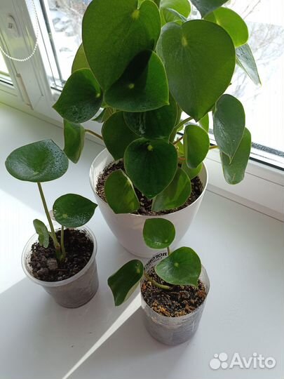 Пилея, Пеперомия